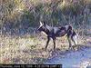 African Wild Dog (Lycaon pictus)