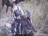 African Wild Dog (Lycaon pictus)