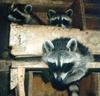 Northern Raccoon (Procyon lotor)