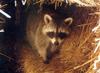 Northern Raccoon (Procyon lotor)