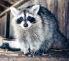 Northern Raccoon (Procyon lotor)