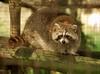 Northern Raccoon (Procyon lotor)