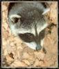 Northern Raccoon (Procyon lotor)