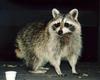 Northern Raccoon (Procyon lotor)