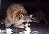 Northern Raccoon (Procyon lotor)