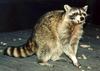 Northern Raccoon (Procyon lotor)