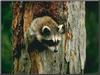 Northern Raccoon (Procyon lotor)