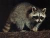 Northern Raccoon (Procyon lotor)