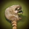 Northern Raccoon (Procyon lotor)