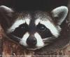 Northern Raccoon (Procyon lotor)