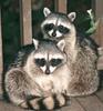 Northern Raccoons (Procyon lotor)