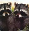 Northern Raccoons (Procyon lotor)