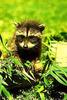 Northern Raccoon (Procyon lotor)
