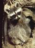 Northern Raccoon (Procyon lotor)