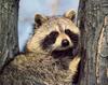 Northern Raccoon (Procyon lotor)