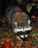 Northern Raccoon (Procyon lotor)