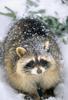 Wild Northern Raccoon (Procyon lotor)