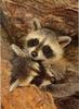 Wild Northern Raccoons (Procyon lotor)