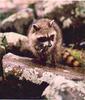 Wild Northern Raccoon (Procyon lotor)