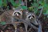 Wild Northern Raccoons (Procyon lotor)