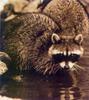 Wild Northern Raccoon (Procyon lotor)