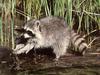 Wild Northern Raccoon (Procyon lotor)