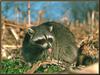 Wild Northern Raccoon (Procyon lotor)