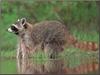 Wild Northern Raccoon (Procyon lotor)