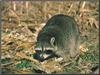 Wild Northern Raccoon (Procyon lotor)