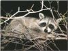 Wild Northern Raccoon (Procyon lotor)