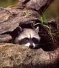 Wild Northern Raccoon (Procyon lotor)