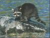 Wild Northern Raccoon (Procyon lotor)