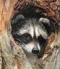 Wild Northern Raccoon (Procyon lotor)