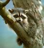 Wild Northern Raccoon (Procyon lotor)