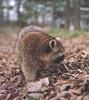 Wild Northern Raccoon (Procyon lotor)