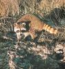 Wild Northern Raccoon (Procyon lotor)