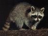 Wild Northern Raccoon (Procyon lotor)