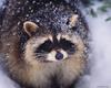 Wild Northern Raccoon (Procyon lotor)