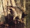 Wild Northern Raccoon (Procyon lotor)