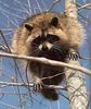 Wild Northern Raccoon (Procyon lotor)