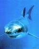 Great White Shark (Carcharodon carcharias)