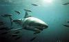 Great White Shark (Carcharodon carcharias)