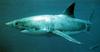 Great White Shark (Carcharodon carcharias)