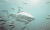 Great White Shark (Carcharodon carcharias)