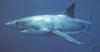 Great White Shark (Carcharodon carcharias)