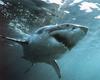 Great White Shark (Carcharodon carcharias)