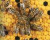 Honeybee hive