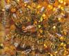Honeybee hive