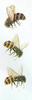 Honeybee