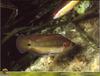 Wrasse (Symphodus ocellatus)